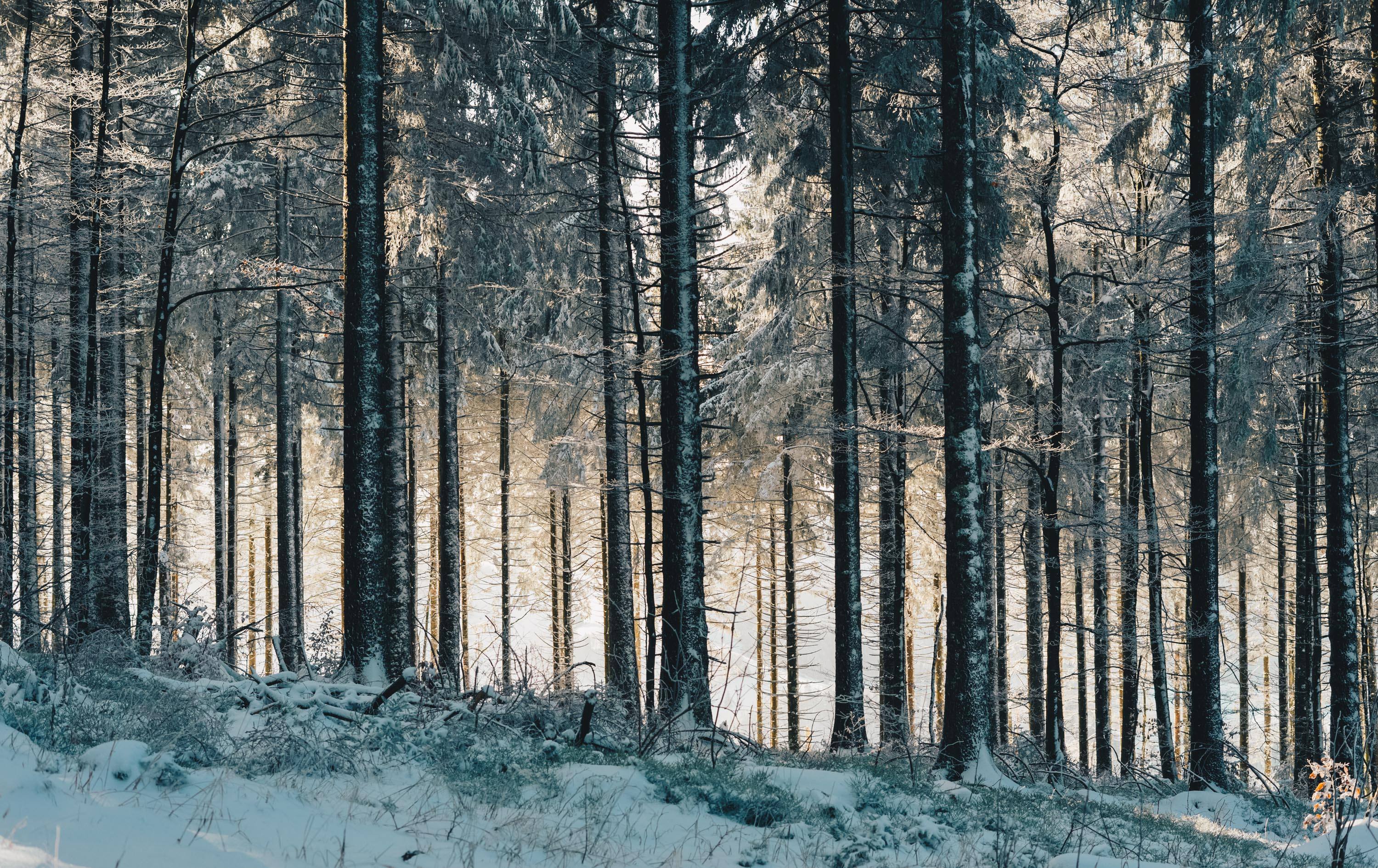 Estonia_Country_Preview_1c93e2c6-56bc-4dfd-a68f-7a7b813355ad - CITYFRAMES